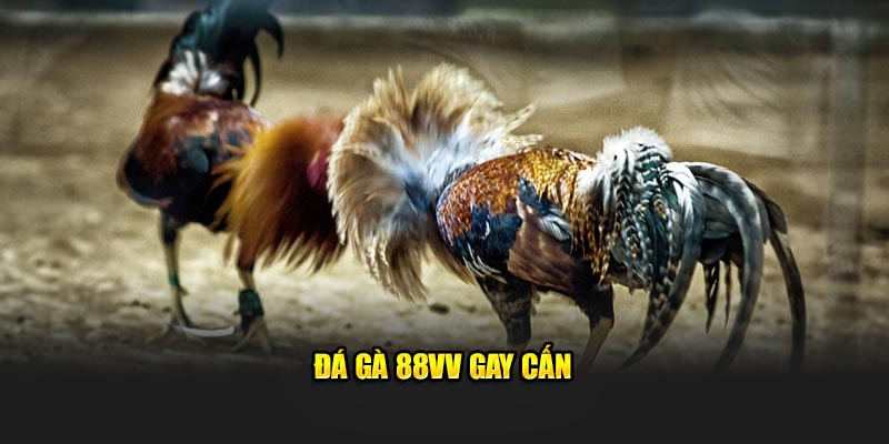 Đá gà 88VV gay cấn, đầy kịch tính